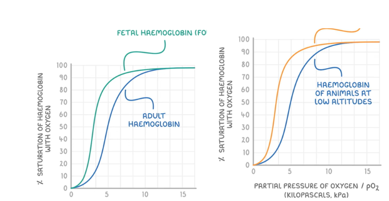<p><strong>fetal hemoglobin: </strong></p><p>higher affinity for oxygen because oxygen dissociated from mothers hemoglobin and assoiciates with fetal hemoglobin instead</p><p><strong>hemoglobin in animals at high altitudes:</strong><br>hemoglobin has a higher affinity for oxygen and binds to oxygen more easily even at a lower pO<sub>2</sub>, as an adaptiation because oxygen has a lower pO<sub>2</sub> at higher altitudes</p><p></p>