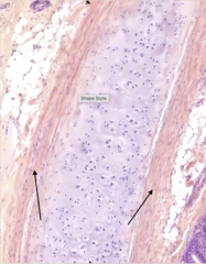 <p>identify the structure</p>