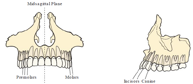 <p><strong>True angulation of teeth (maxillary and mandibular) </strong></p>