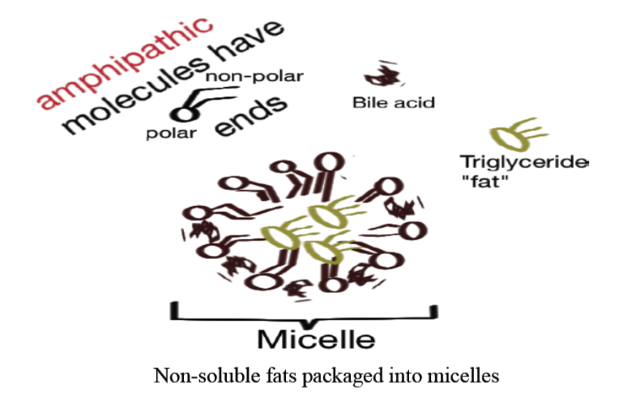 <p>Into micelles!</p>