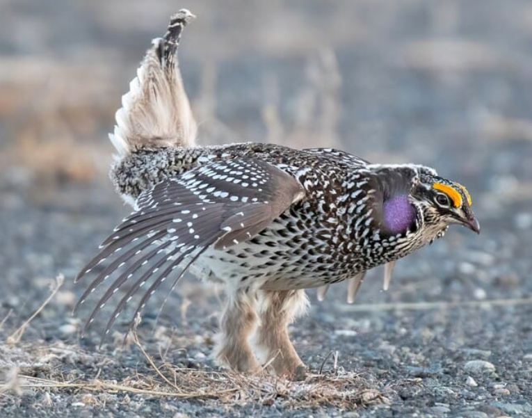 <p>white-spotted upperparts </p>