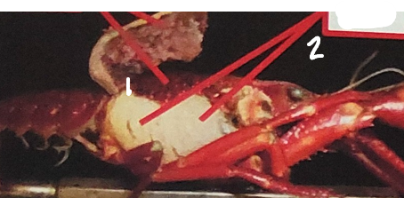 <p>point 1 on this crayfish </p>