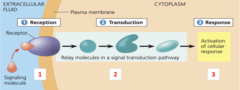<p>1. Reception: Signaling molecule binds to receptor at target cell → conformational change that activates the receptor </p><p>2. Transduction: Activation of associated intracellular processes, second messengers → signal amplification may occur</p><p>3. Response: Cellular response occurs, specific to the signaling molecule</p>