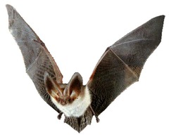 <p>Chiroptera</p>