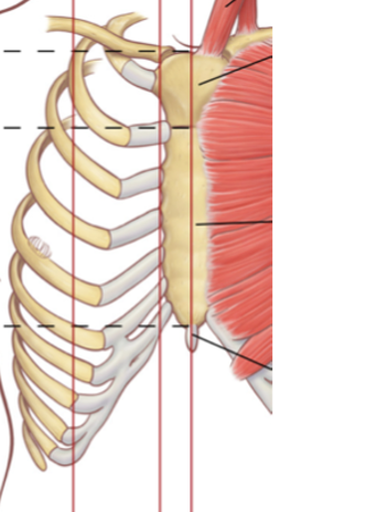 <p><span style="font-family: "Helvetica Neue";">Anatomic Landmarks of the Thorax</span></p>