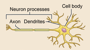 <p>A neuron cell process that conducts electrical signals away from the cell body toward other cells or effectors.</p>