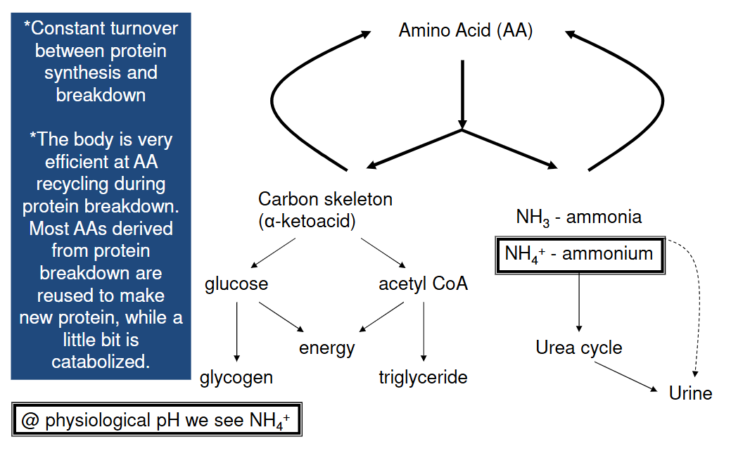 <p>Excess AA</p><p>Amino group → Ammonium</p><ul><li><p>Gets excreted into urea cycle</p></li><li><p>Gets excreted into urine</p></li></ul><p>Carbon skeleton → Glucose or Acetyl CoA</p><ul><li><p>Glucogenic or ketogenic AA</p></li></ul><p></p>