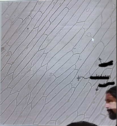 <ol><li><p>cell name </p></li><li><p>specific example </p></li></ol><p></p>