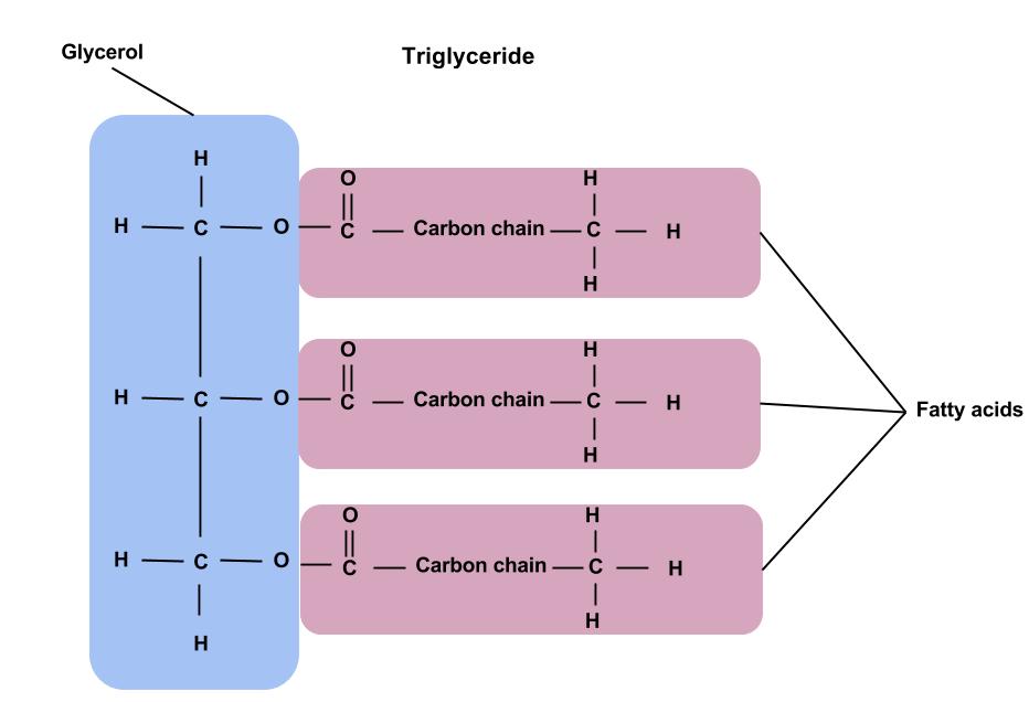 <ul><li><p>a type of lipid that is used for long-term energy storage, the oil and fat in our diet that gets stored within fat cells (adipose)</p></li><li><p>your body converts the extra calories into triglycerides, releasing them for energy during movement between meals</p></li><li><p>triglyceride synthesis: combine glycerol (a 3 carbon molecule with three hydroxyl groups) linked (via ester bond, condensation reaction) to 3 fatty acids (each has a carboxyl group at one end)</p></li></ul><p></p>