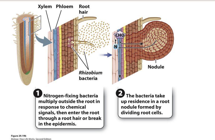 <ul><li><p>Nitrogen fixing bacteria in the soil multiple in the rhizosphere in response to chemical signals from the plant roots</p></li><li><p>plants that form mutualisms with these bacteria are often referred to as nitrogen fixers</p><ul><li><p>but, it is the bacteria that are doing the work</p></li></ul></li><li><p>nitrogen fixing bacteria multiply outside root in response to signals → enter the root through a root hair or break in the epidermis → bacteria take up residence in a root nodule formed by dividing root cells</p><ul><li><p><span style="background-color: inherit; line-height: 19.55px; color: windowtext;">sugars in soil -> bacteria multiply -> plants grows around them and gives them carbs -> bacteria keep fixing nitrogen and give to plants</span><span style="line-height: 19.55px; color: windowtext;">&nbsp;</span></p></li><li><p class="Paragraph SCXO235224386 BCX0" style="text-align: left;"><span style="background-color: inherit; line-height: 19.55px; color: windowtext;">Rare mutualism&nbsp;</span><span style="line-height: 19.55px; color: windowtext;">&nbsp;</span></p></li></ul></li></ul><p></p>