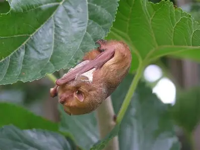 <p>Eastern Red Bat</p>