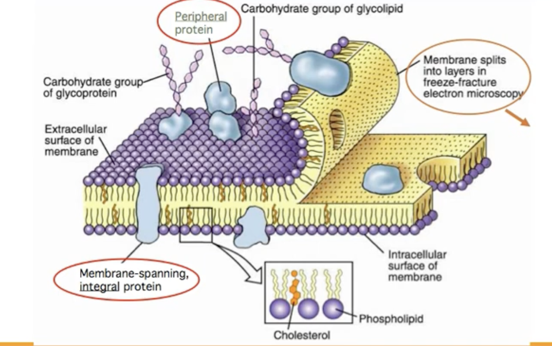 <ul><li><p>peripheral, membrane spanning </p></li></ul><p></p>