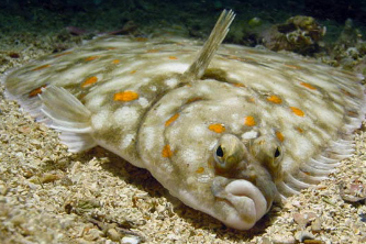 <p>What is the common name of this organism and what class does it belong to?</p>