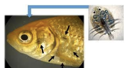 <p>What genus contains fish lice, which are found in freshwater and saltwater fish, and is not zoonotic? The life cycle is direct. Signs include flashing, jumping, and erratic swimming, plus erythema, inflammation, ulcerations, and observation of the lice. Diagnosis is with clinical signs and observation, and treatment is with physical removal or organophosphates.</p>