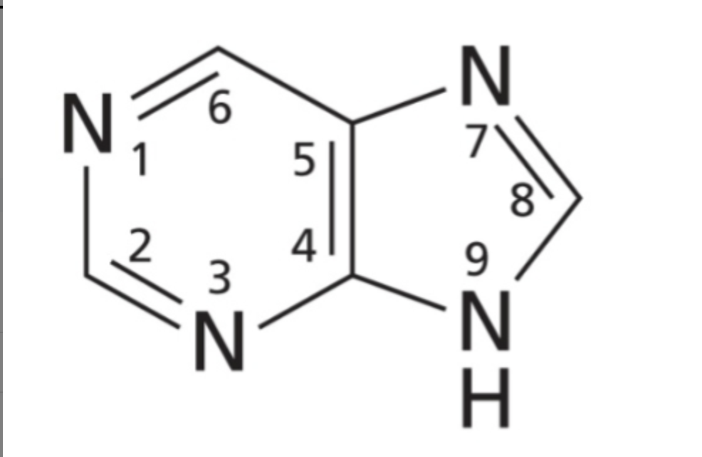 <p>A class of nitrogenous base that contains 2 rings: 1 6-membered ring and 1 5 membered ring, as well as 4 nitrogen molecules</p>