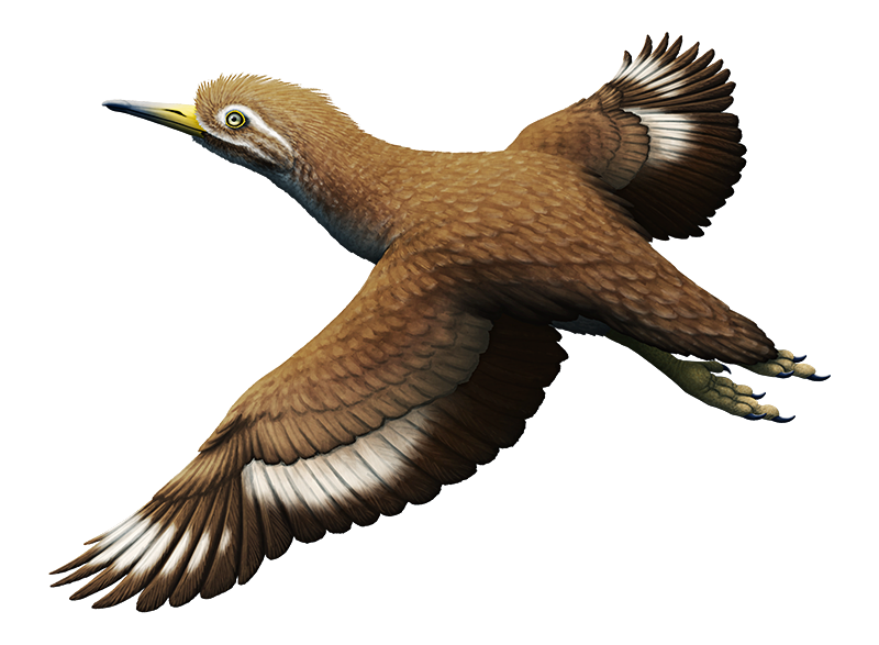 <p>Lithornithids (1 family, ~11 spp)</p><ul><li><p>Originally widespread (mainly Palearctic + Nearctic fossil record)</p></li></ul><p></p>