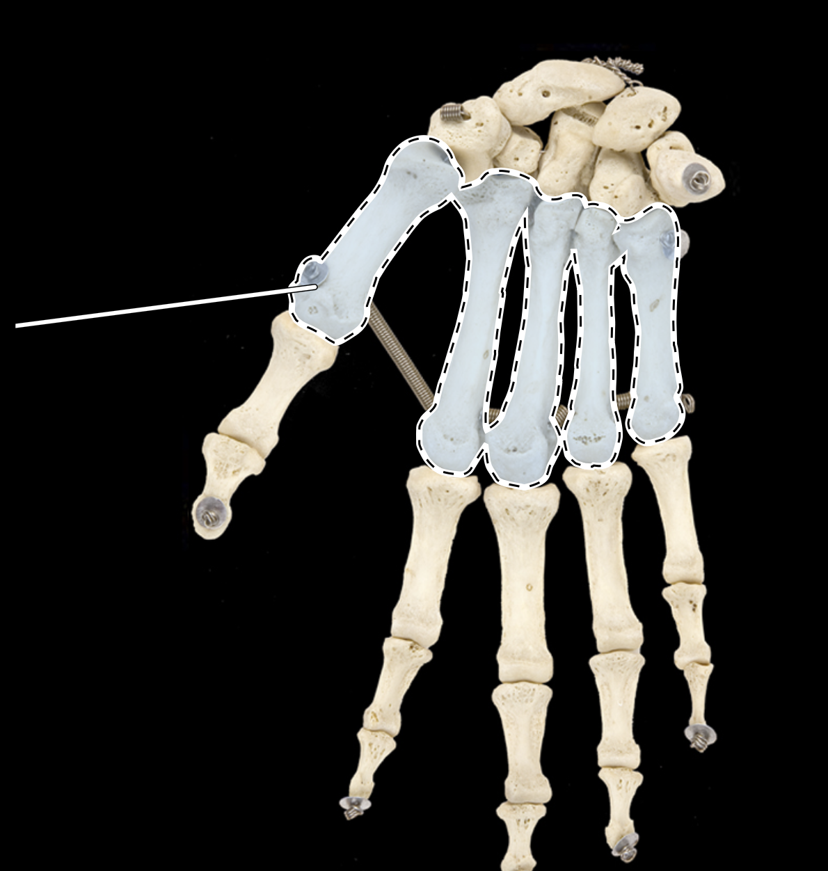 <p>anterior view</p>