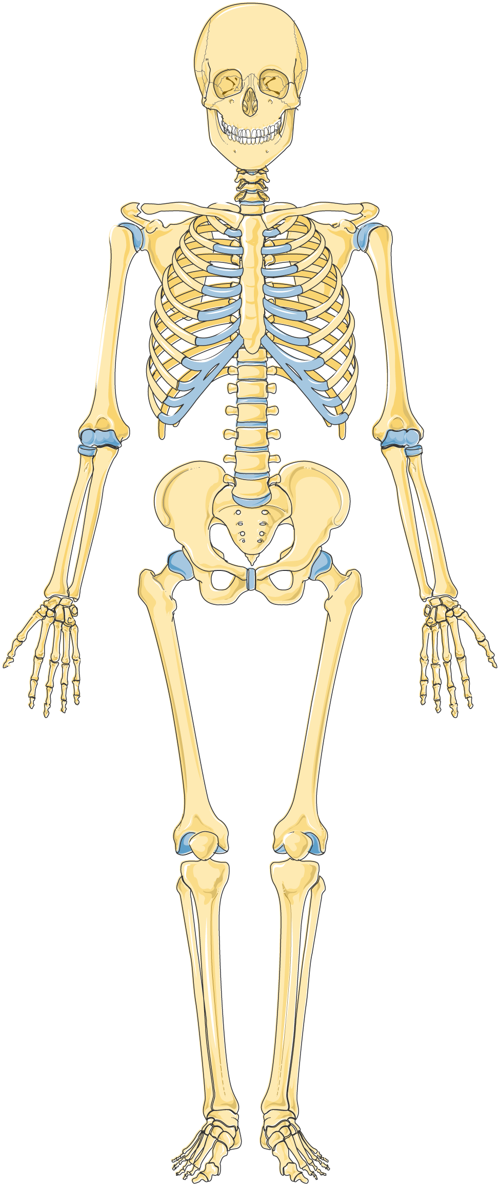 <p>Name the 14 bones and their location</p>