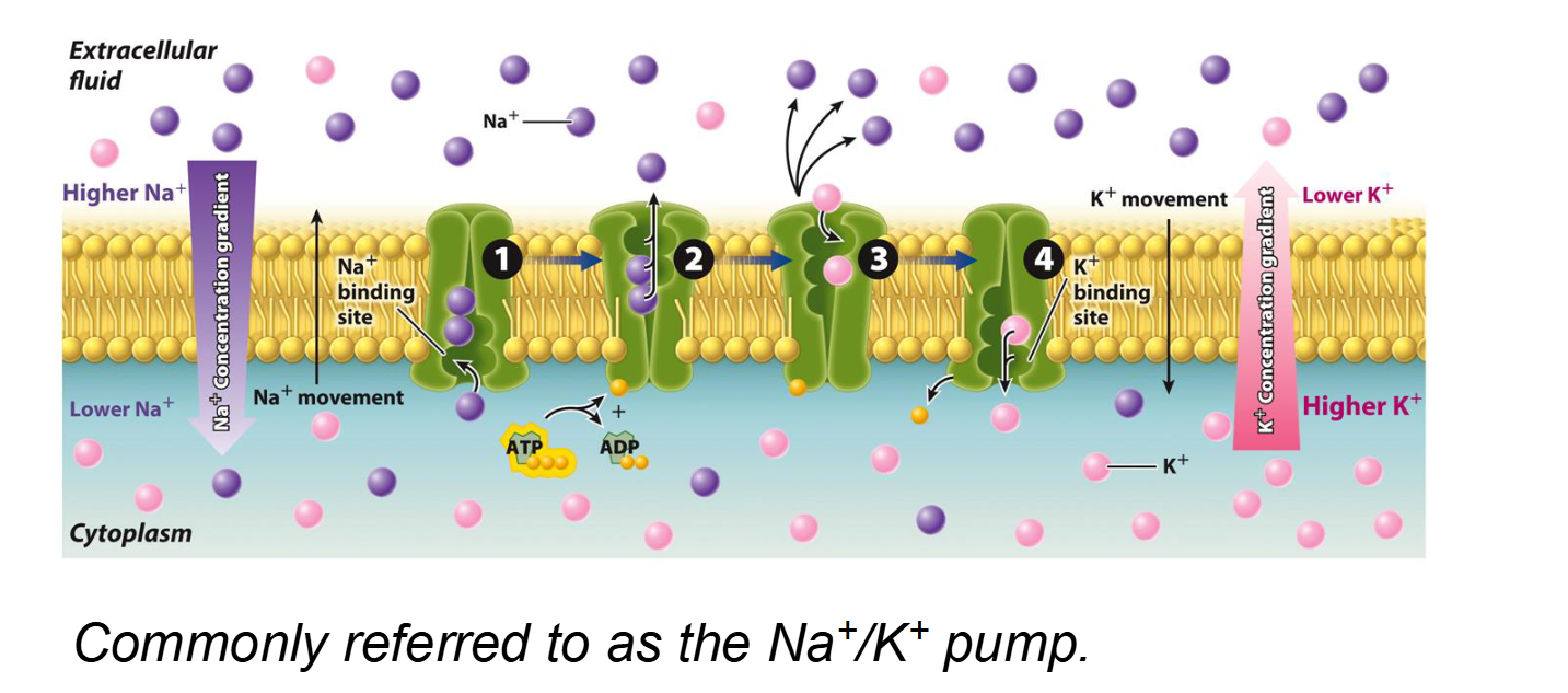 <ul><li><p>Active transport is like swimming upstream; it requires "effort" in the form of <strong>ATP (chemical energy)</strong>.</p></li><li><p><strong>Definition:</strong> The movement of molecules or ions <strong>against</strong> their concentration gradient (from Low to High concentration) by directly using chemical energy.</p></li><li><p><strong>Energy Source:</strong> It relies on the <strong>hydrolysis of ATP</strong>.</p></li><li><p><strong>Key Example:</strong> The <strong>Na+/K+ Pump</strong>. It uses 1 ATP to pump <strong>3 Na+ out</strong> and <strong>2 K+ in</strong>.</p></li><li><p>The Na+/K+ pump is a primary active transporter (an antiport) that maintains a high concentration of Sodium (Na+) outside the cell and a high concentration of Potassium (K+) inside the cell.</p></li></ul><p></p>