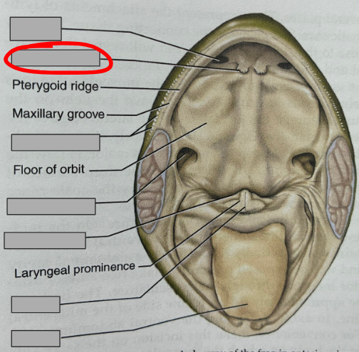 <p>What part of the organism is this?</p>