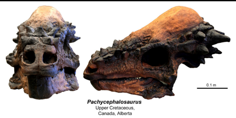 <ul><li><p>upper cretaceous </p></li><li><p>Canada, Alberta </p></li></ul><p></p>