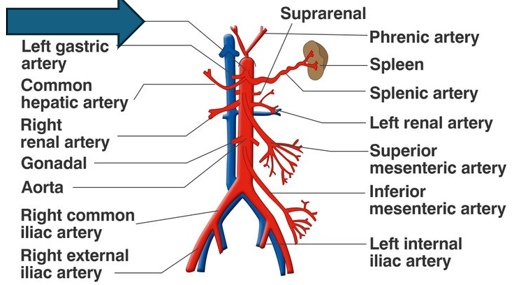 <p>a little tree </p>