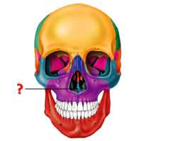 <p>identify this bone.</p>
