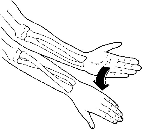 <p>What body movement is this? (movement that turns palm down)</p>