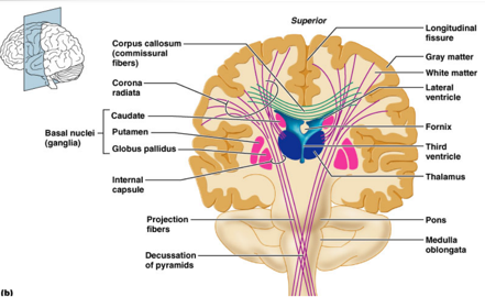 <p>White matter between the basal nuclei/ganglia where neuronal tracks go through (projection fibers). Between caudate nucleus and putamen + globus pallidus</p><p>Descending motor tracts: go from cerebral cortex through midbrain to cerebral cortex</p><p>Ascending motor tracts: go from spinal cord through midbrain to cerebral cortex</p>