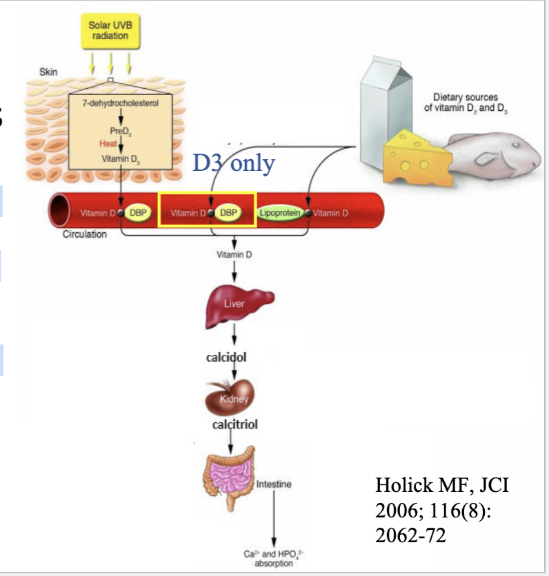 <p>Remain functional for less than an hour and are inactivated when they</p><ol><li><p>Diffuse out of bloodstream and bind to receptors on target cells (can diffuse more easily than bound cells)</p></li><li><p>Are absorbed and broken down by liver or kidneys, or</p></li><li><p>Are broken down by enzymes in blood or interstitial fluids</p></li></ol><p>• Thyroid and steroid hormones remain functional much longer</p>