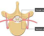 <p>Ventral = front</p><p></p>