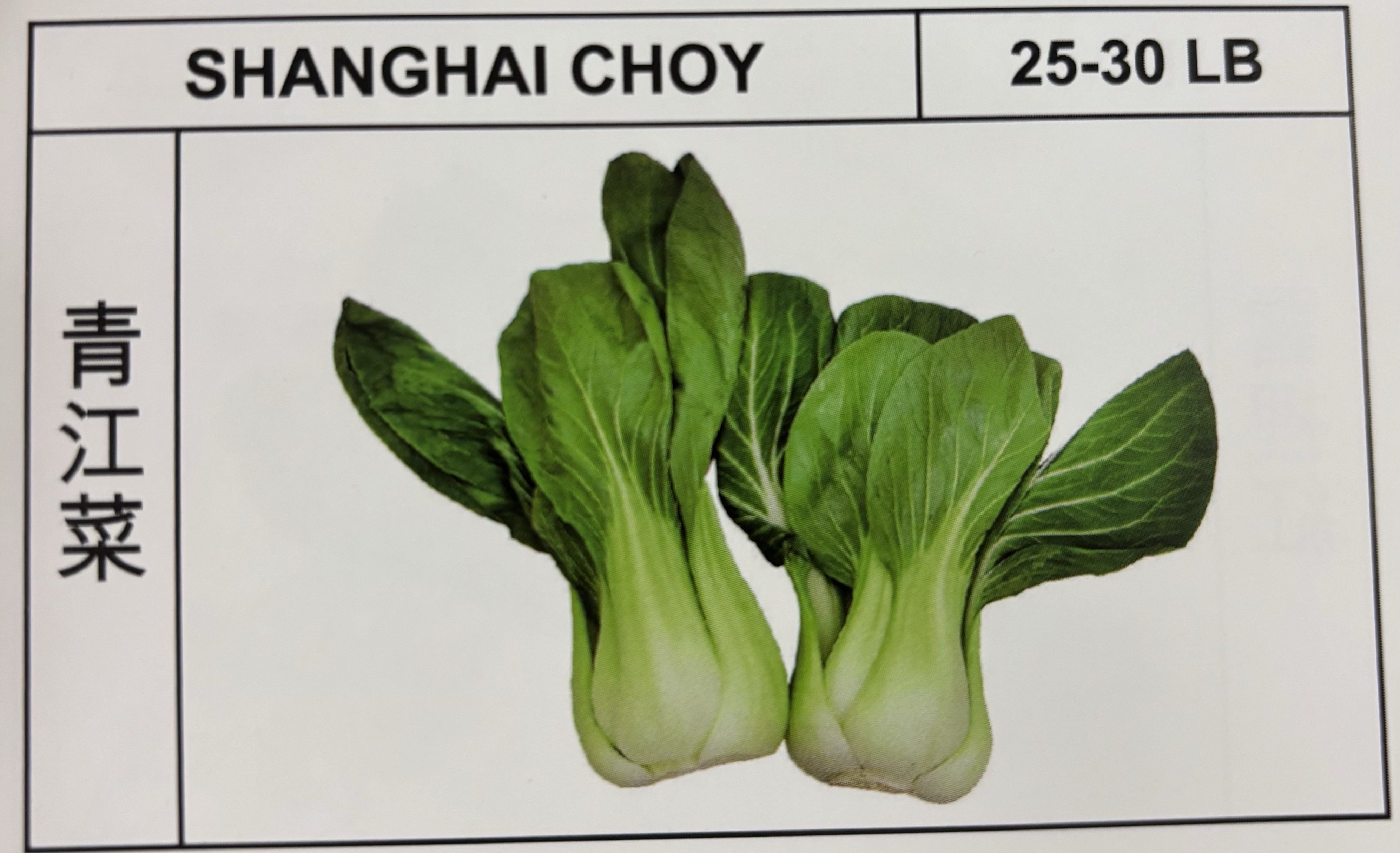 <p>SHANGHAI CHOY</p>