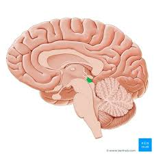 <ul><li><p>Kern in middenhersenen</p></li><li><p>Visuele reflexen en oogbewegingen</p></li></ul><p></p>