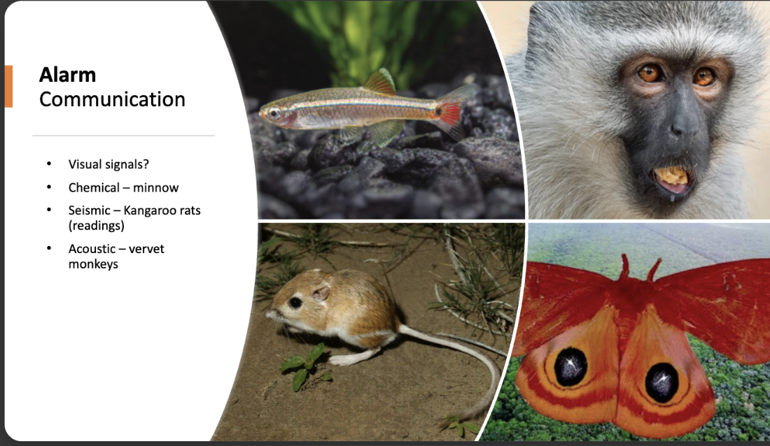 <p>ex: leopard warning: run up tree, eagle warning: run into dense bush, Snake warning: look down at ground </p>