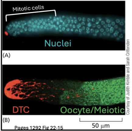 <p>A stem cell niche maintains a cell’s stemness (in C. Elegans)</p><p>This cell (red) expresses a Delta ortholog Lag-2 (notch ligand), and covers the tip of the germ line, forming a niche. </p><p>The cells under these cells express the Notch receptor ortholog Glp-1 and, therefore, are sensitive to Notch signaling. The cells under these cells divide, pushing some cells out of the niche.</p><p>Once pushed out of the niche, Notch signaling is absent, and cells undergo meiosis to produce oocytes.</p>