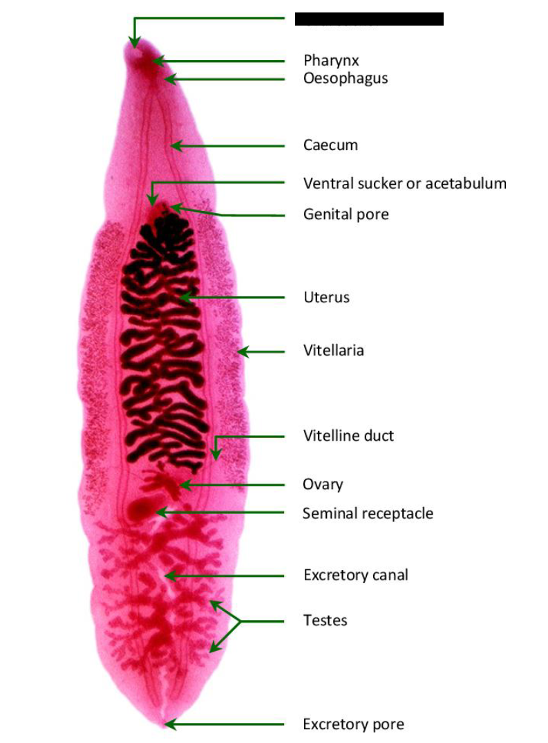 <p>What is this? What Class and Phylum? Label the blacked out portion</p>
