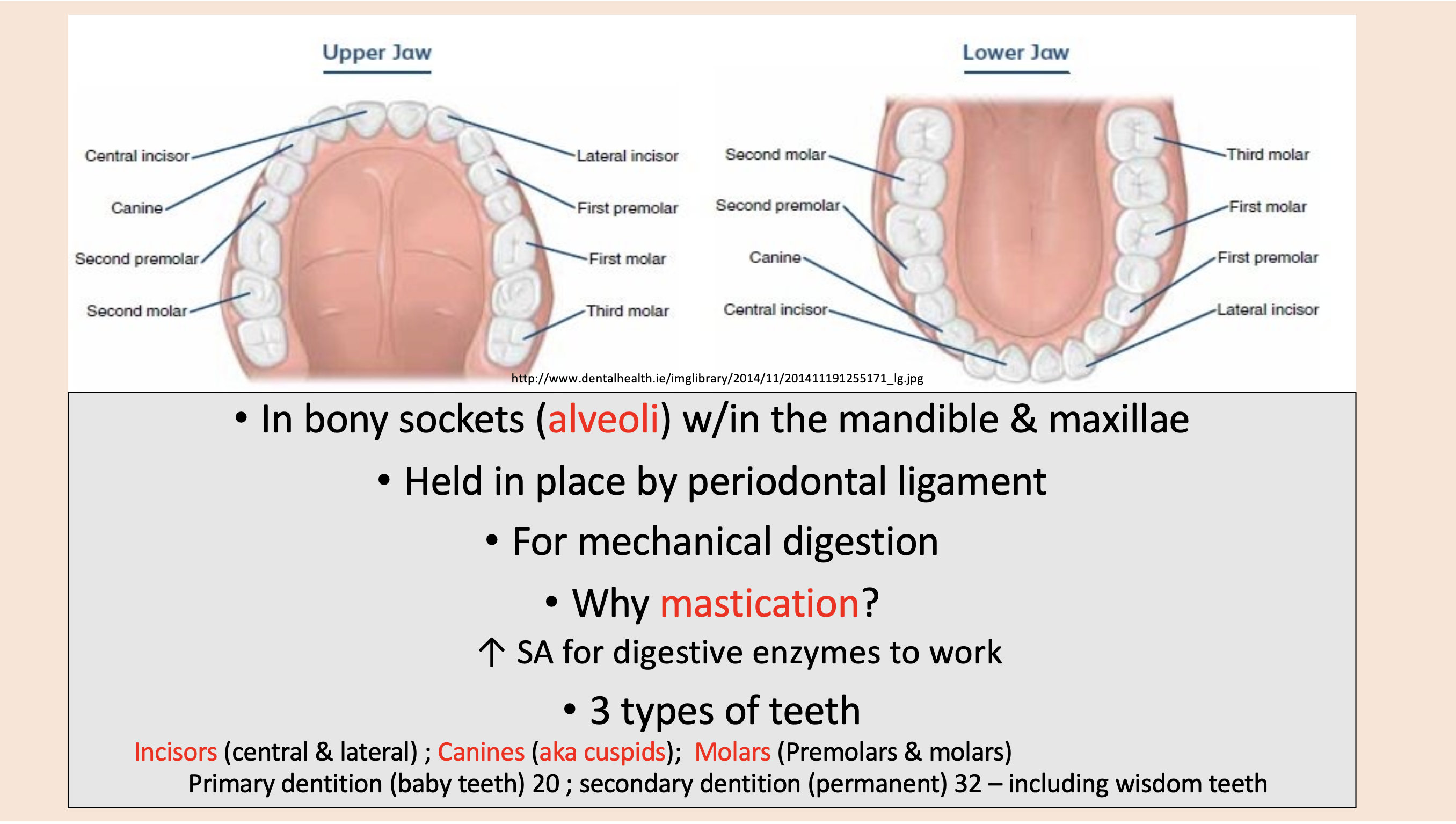 <p><span style="color: rgb(255, 0, 0);">incisors</span></p>