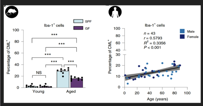 <ul><li><p>Mice under germ free (GF, lack microbiome) vs specific pathogen free (SPF) housing conditions</p></li><li><p>Young (6-10 weeks) vs old (96-104 weeks)</p></li><li><p>Gene expressions (RNA sequencing) → Age-dependent “transcriptomic signature”- strongest</p></li><li><p>changes in genes involved in cytoskeleton, immune function and mitochondrial function</p></li><li><p>Old SPF vs GF differences in microglia: upregulation of ROS-promoting genes and ROS-response</p></li><li><p>genes. ROS levels and mitochondrial function-ATP production</p></li><li><p>Metabolomics: examine metabolites in serum, brain and faeces.</p></li><li><p>Gut permeability, Fecal matter transfer from old/young mice into germ free mice</p></li></ul><p></p>