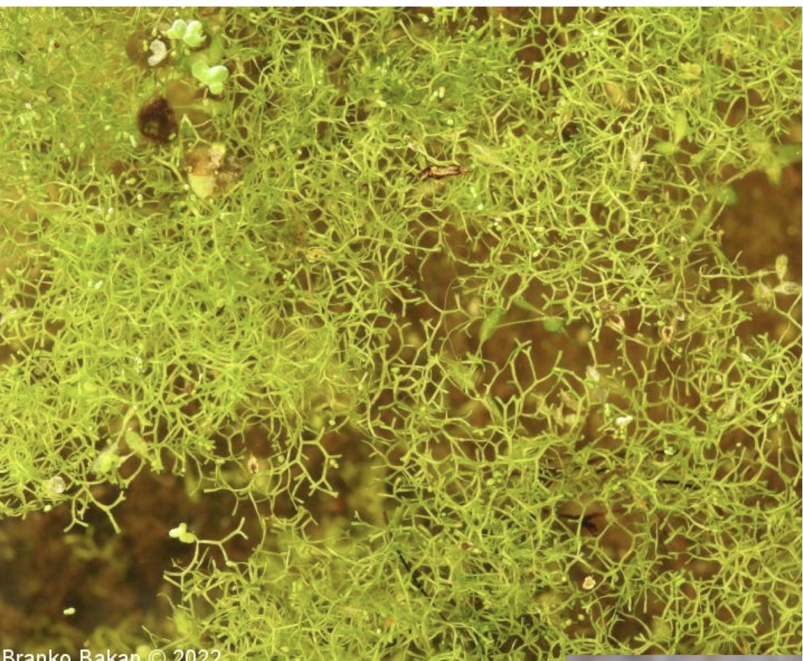 <p>Deblo poddeblo razred vrsta</p>