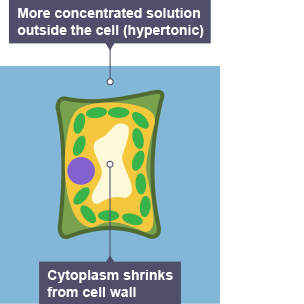 <p>Wilts and becomes flaccid or vacuole shrinks and membrane pulls away form cell wall (Plasmolysis)</p>