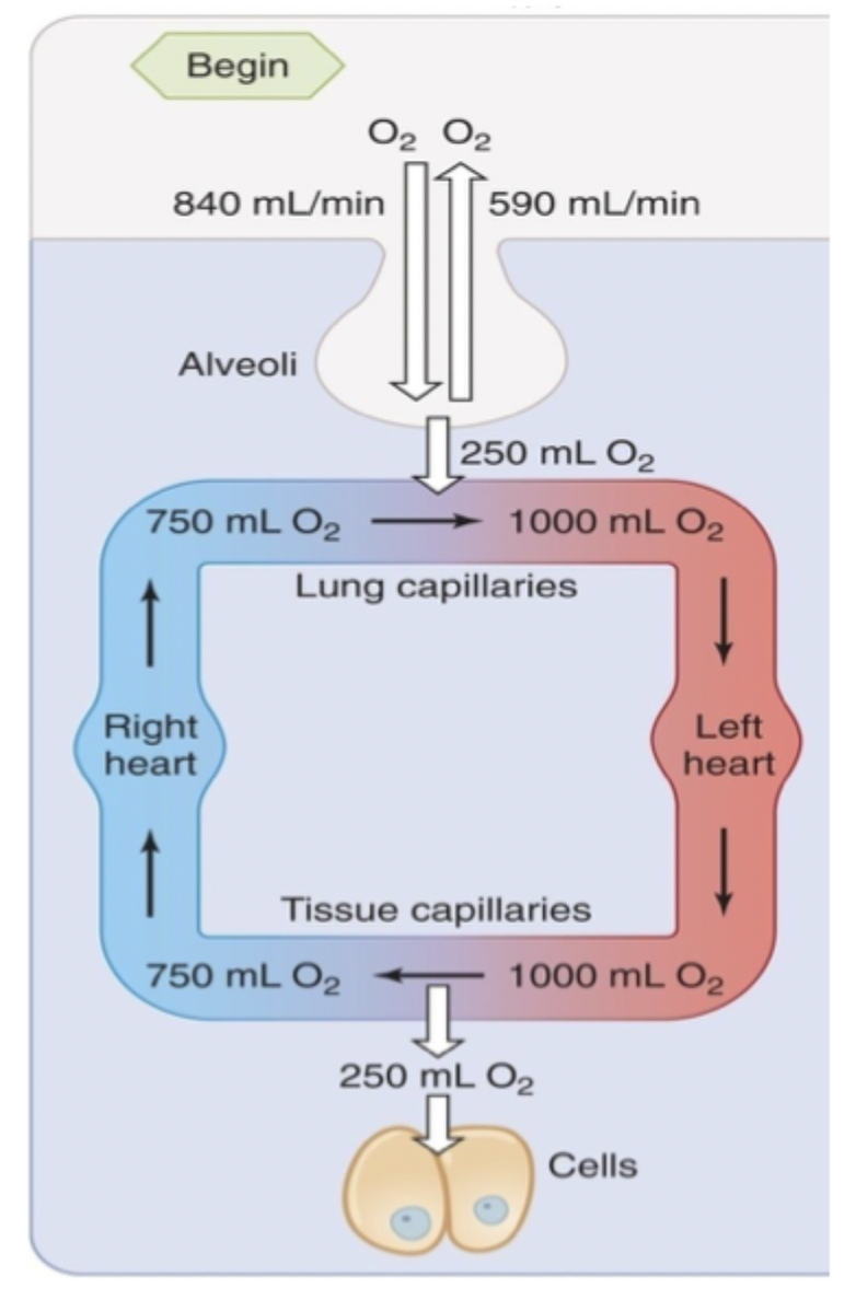 <p>O2 enters the alveoli → leaves lung capillaries at greater vol → left heart → arrives at capillaries where vol lowers → right heart → lung capillaries → leaves alveoli</p>