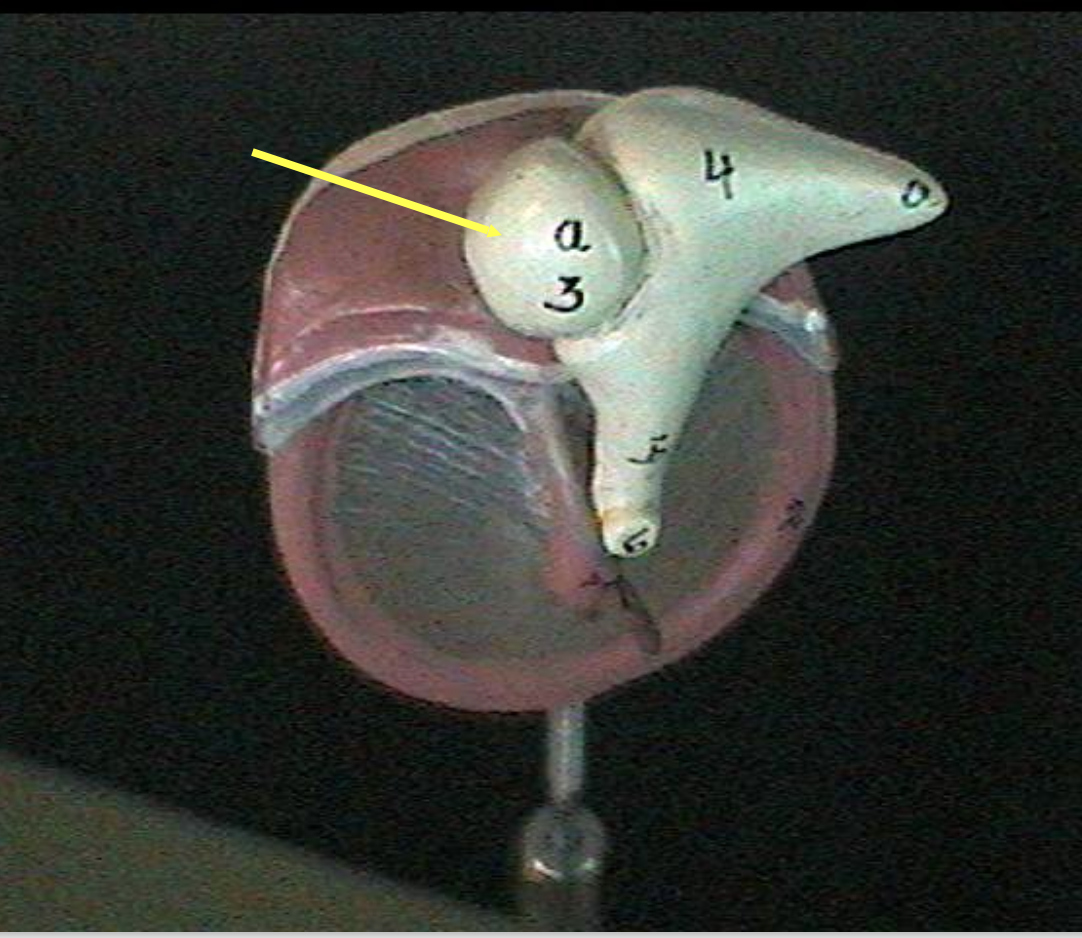 <p>Identify the ear parts. </p>
