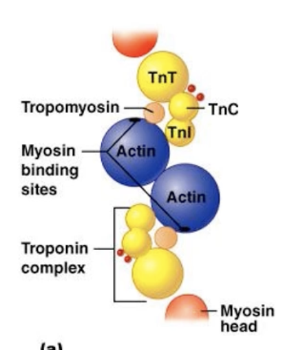 <ul><li><p>rotate the thing filaments 90 degrees (thin filaments are coming out of the screen)</p></li><li><p>see the actin which is the main portion of the thin filament with the myosin binding sites in these areas</p></li><li><p>tropomyosin and troponin are present</p></li><li><p>tropomyosin is really important because that can inhibit the binding of actin and myosin</p></li></ul><p></p>