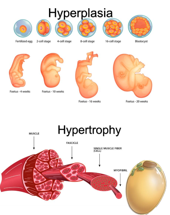 <p>• Hyperplasia- growth due to increase in cell number</p><p class="p1">• Hypertrophy- growth due to increase in cell size</p>