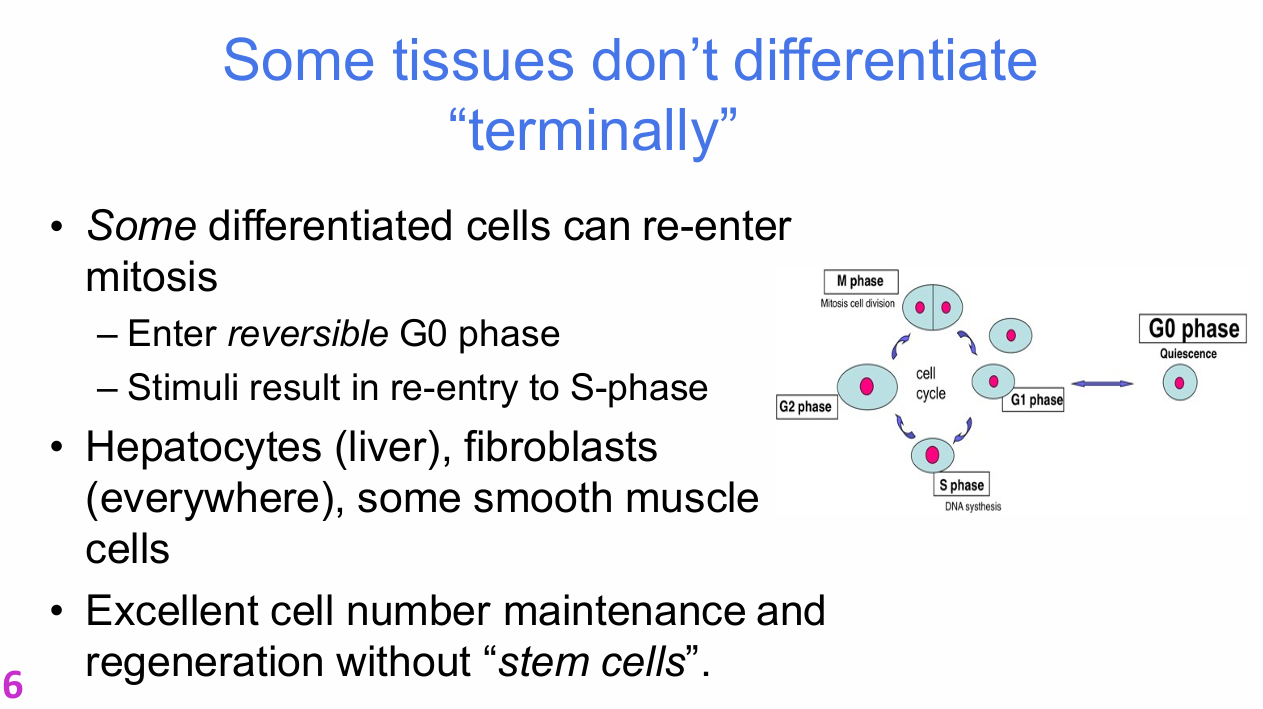<p>Examples:</p><p>- Hepatocytes</p><p>- Fibroblasts</p><p>- Some smooth muscle cells</p><p>.</p><p>These cells can:</p><p>- Enter reversible G0</p><p>- Respond to appropriate stimuli</p><p>- Re-enter S phase</p><p>- Divide again</p>