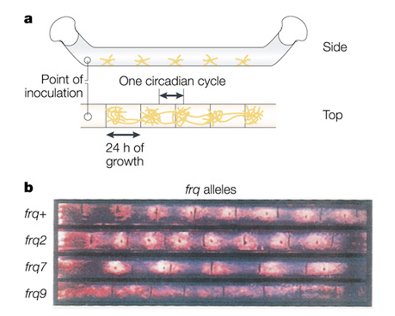 <p><span><strong>first clock mutant in Neurospora</strong></span></p>