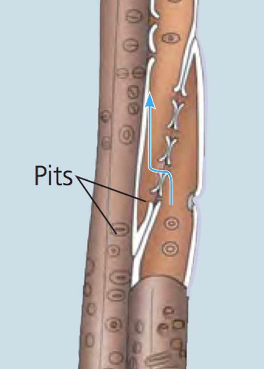 <p>pits</p>