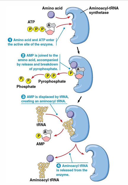 <ul><li><p>ATP→ AMP (hydrolyzed) this is catalyzed by aminoacyl tRNA synthetases </p></li><li><p>“high energy bond” formed bw tRNA and aa</p><ul><li><p>aminoacyl tRNA aka charged tRNA</p></li></ul></li></ul><p></p>