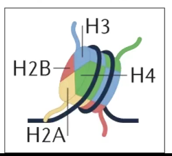 <p>A basic unit of chromatin, consisting of ~145bp of DNA wrapped around an octamer of histone proteins<br><br>Histones: Highly conserved BASIC (positively charged) proteins that bind to DNA</p><p>→ Core histones include H2A, H2B, H3, and H4</p><p>→ Made of 2x H2AH2B dimers, and 1x H3H4 tetramer</p><p></p><p>Flexible N-Terminal tails extend out of the core octamer</p><p>→ Are subject to EXTENSIVE PTM</p><p></p><p>Histone proteins block the initiation of transcription (if at the promoter), but NOT elongation.</p>