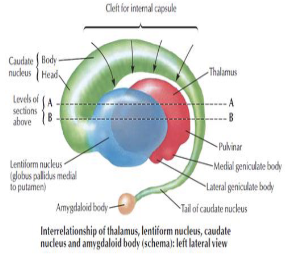 <p><strong>Basal Nuclei</strong></p><ul><li><p>What structures make up the basal nuclei?</p><ul><li><p>What are the functions of the basal nuclei?</p></li></ul></li></ul><p></p>